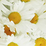 Chamomile.