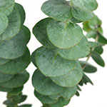 Eucalyptus.