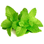 mint