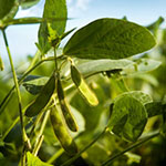 Soy